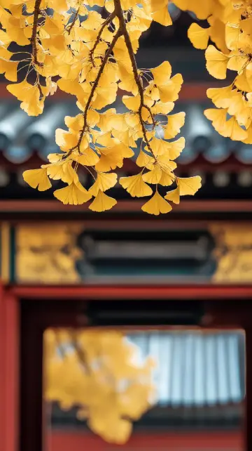 老舍筆下的北平秋，藏在大覺寺的千年銀杏裡