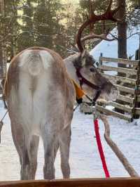 極光森林奇幻夜