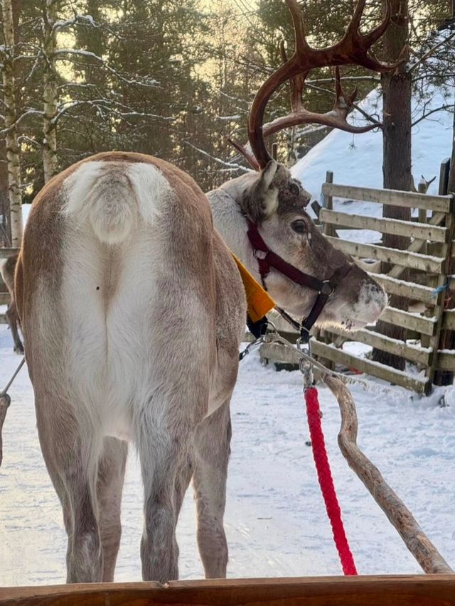 極光森林奇幻夜