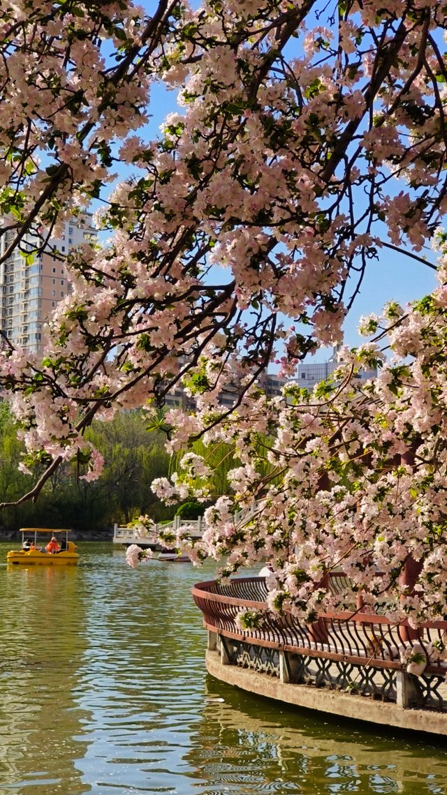 人民公園的春夏 人民公園的春夏