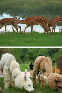 哗 這座酒店也太好住了吧野奢酒店的天花板