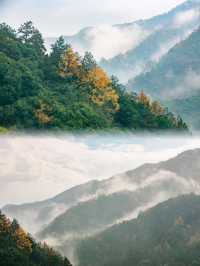 枕山聽水！皖南紅杉林 + 免費挖筍美宿