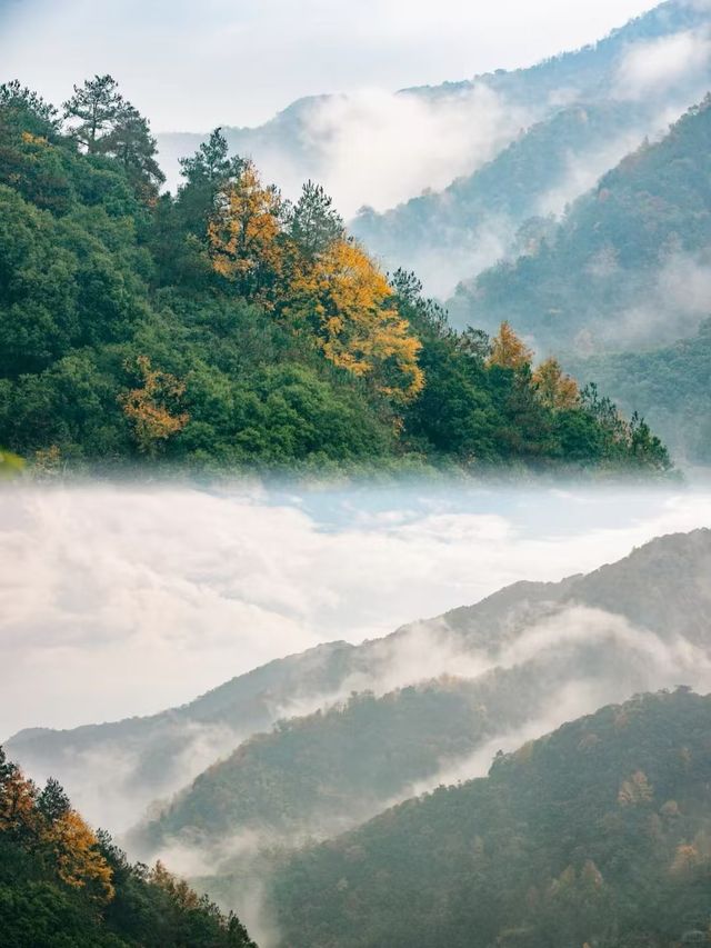 枕山聽水！皖南紅杉林 + 免費挖筍美宿