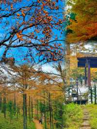 四明山的秋，是上帝打翻的調色盤