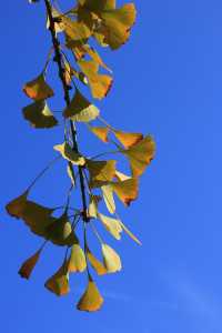 景德鎮浮梁縣-北安村的銀杏葉黃了