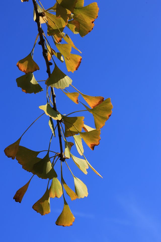 景德鎮浮梁縣-北安村的銀杏葉黃了