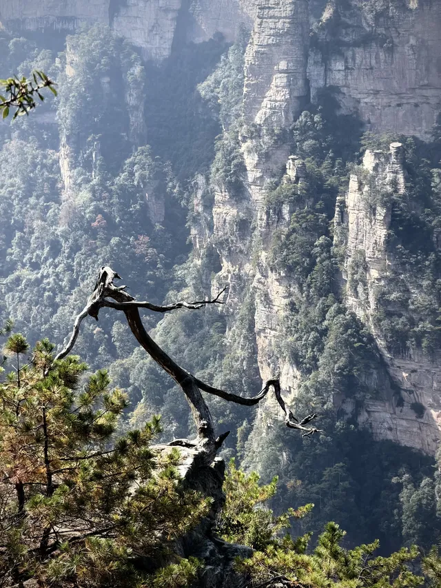 [11.05]跌宕起伏的張家界森林公園·攻略參考