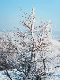 樺皮嶺踏雪徒步|88元冬遊特惠!
