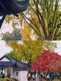 南京一日賞秋最優路線不繞路打卡3大銀杏秘境