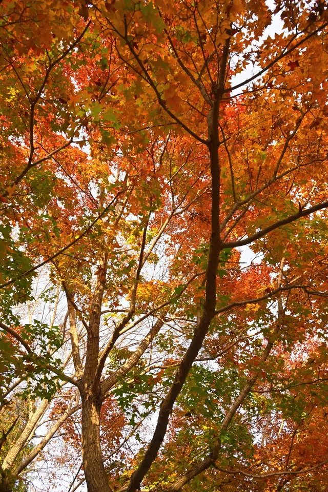 香山！這麼好看你要考研啊？！
