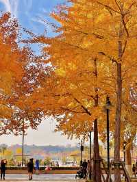上海秋日頂流|世紀公園銀杏大道美到窒息!