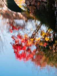 在濮院 | “樹樹皆秋色，波波成畫屏”