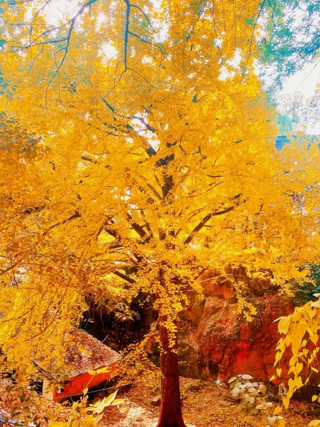 Late autumn in Hangzhou is truly legendary…