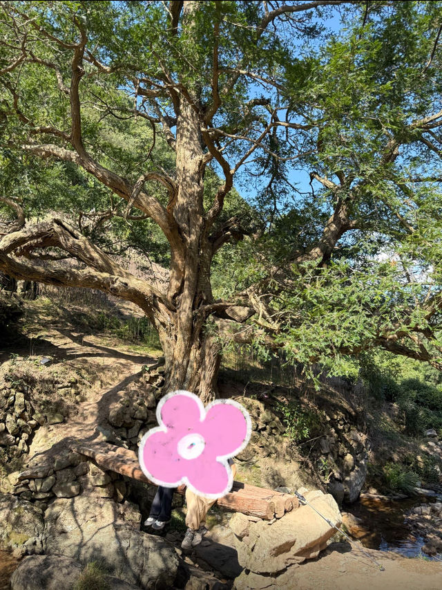 浙江諸暨走馬崗徒步｜小眾秘境人少景美