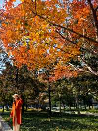 申城賞秋正當時