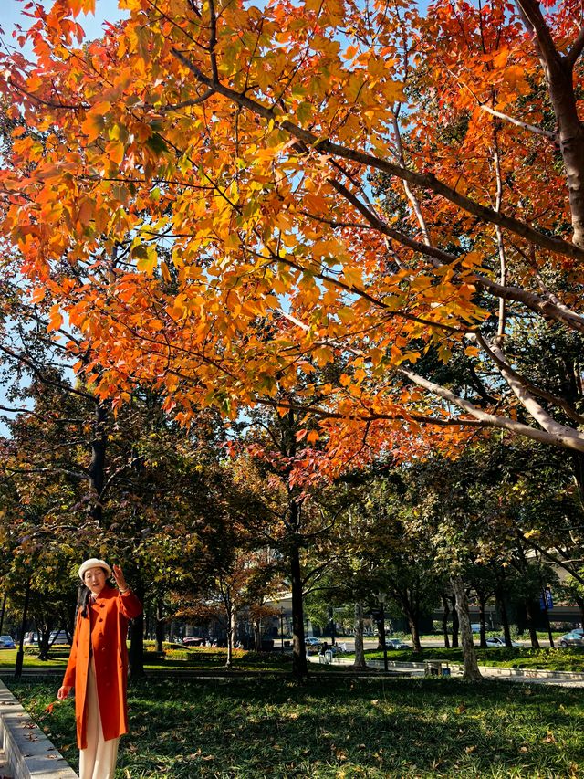申城賞秋正當時 申城賞秋正當時