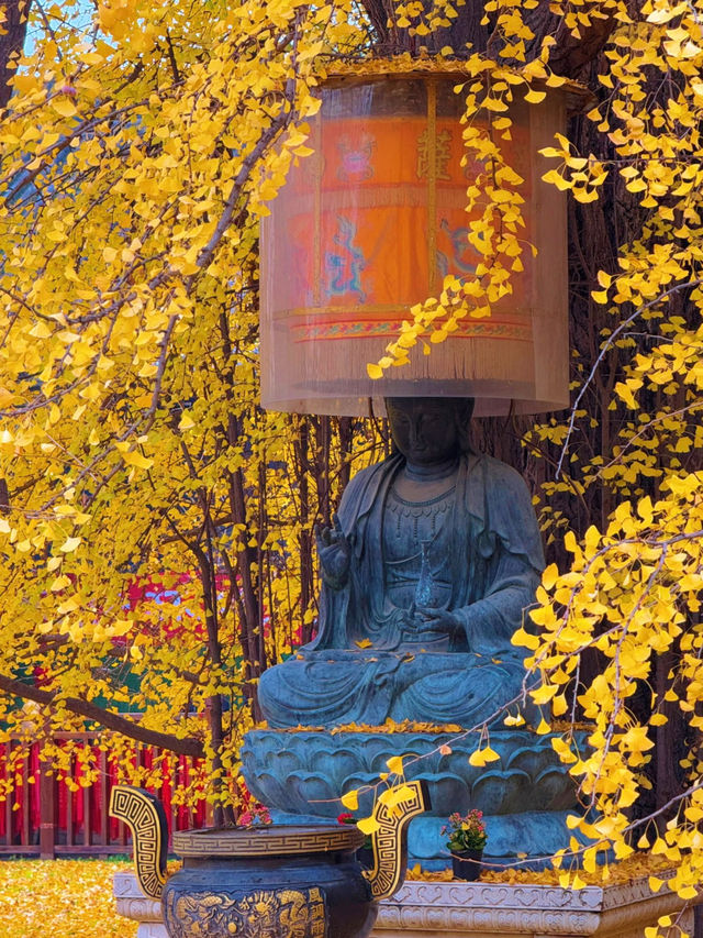 古觀音禪寺千年銀杏探秘 | 終南山下秋日禪心之旅 古觀音禪寺千年銀杏探秘 | 終南山下秋日禪心之旅