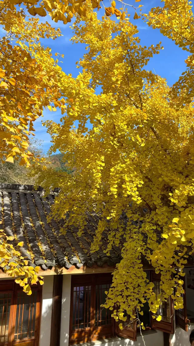 湖州·長興十里銀杏長廊|鋪就一地金黃! 湖州·長興十里銀杏長廊|鋪就一地金黃!