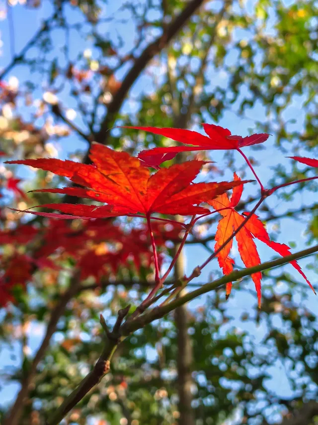 11.29日棲霞山實拍 11.29日棲霞山實拍