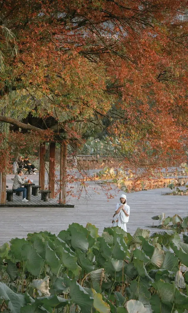 溫嶺錦屏公園,秋天的氛圍感丨溫嶺拍照 溫嶺錦屏公園,秋天的氛圍感丨溫嶺拍照