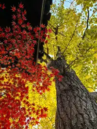 秋日頂流～～明孝陵胭脂雪