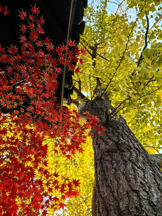 秋日頂流～～明孝陵胭脂雪