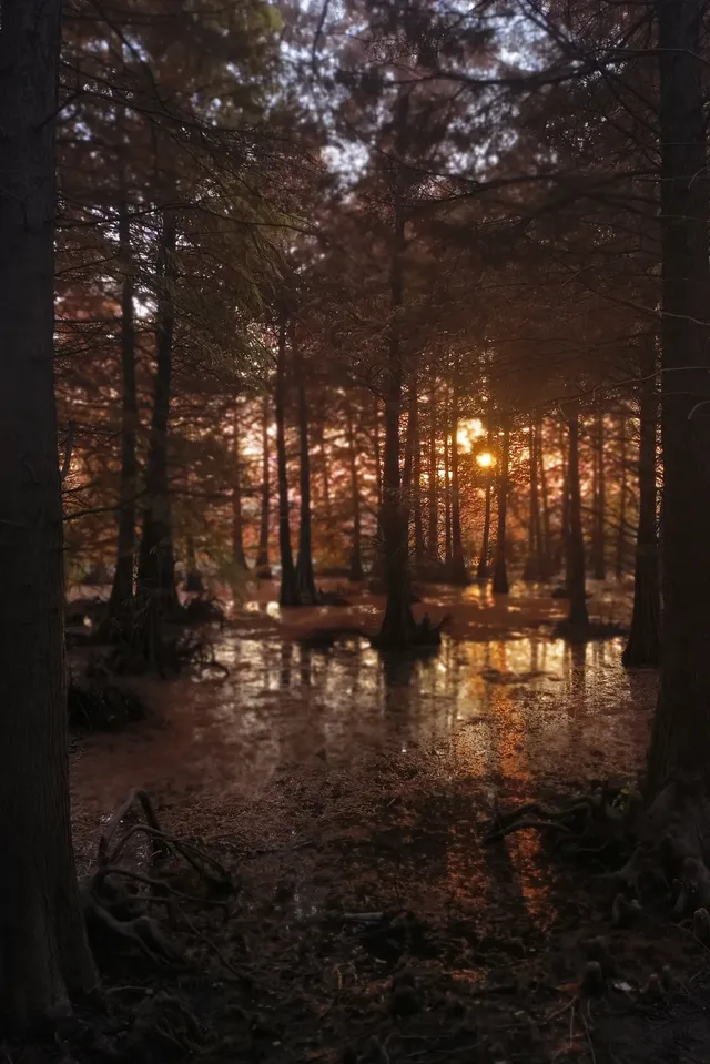 金山寺旁的「童話水杉林」，小朋友玩到不想走