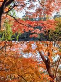 魔都秋日私藏共青森林的治癒漫遊手記