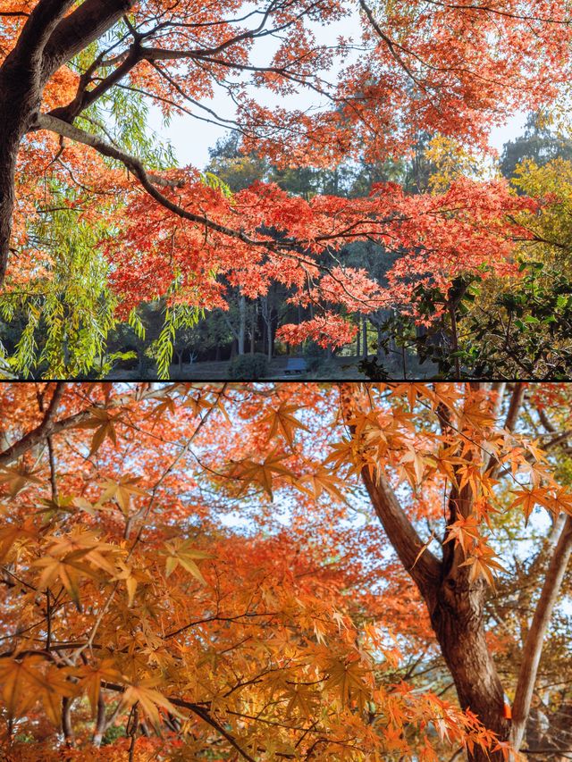 魔都秋日私藏共青森林的治癒漫遊手記