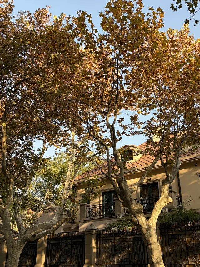 武康路聖誕CityWalk出片逛吃，不走回頭路