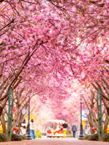 昆明でお花見のおすすめ観光スポット2026年（3月更新）| Trip Moments