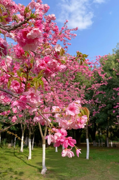 春城の風🫧が桜をピンクの海に吹き上げる | Trip.com 昆明