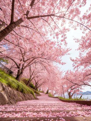 Wuhan In-depth Cherry Blossom Viewing Guide | More Than Just Pink Flower Seas, Jingchu Culture Holds Romantic Secrets