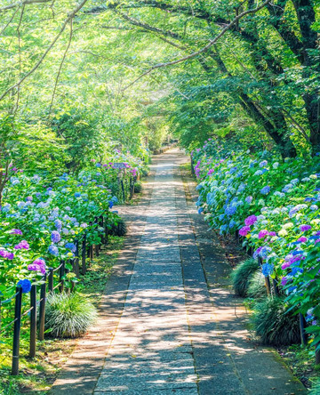 Capture beautiful moments effortlessly on stunning flower paths