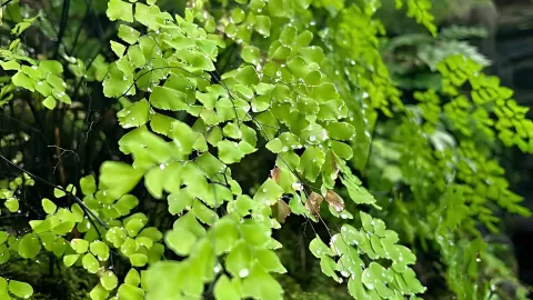 Complete Spring Flower Viewing Guide in Philadelphia: 5 Hidden Gems | Addresses Included — traveler post in Chester County
