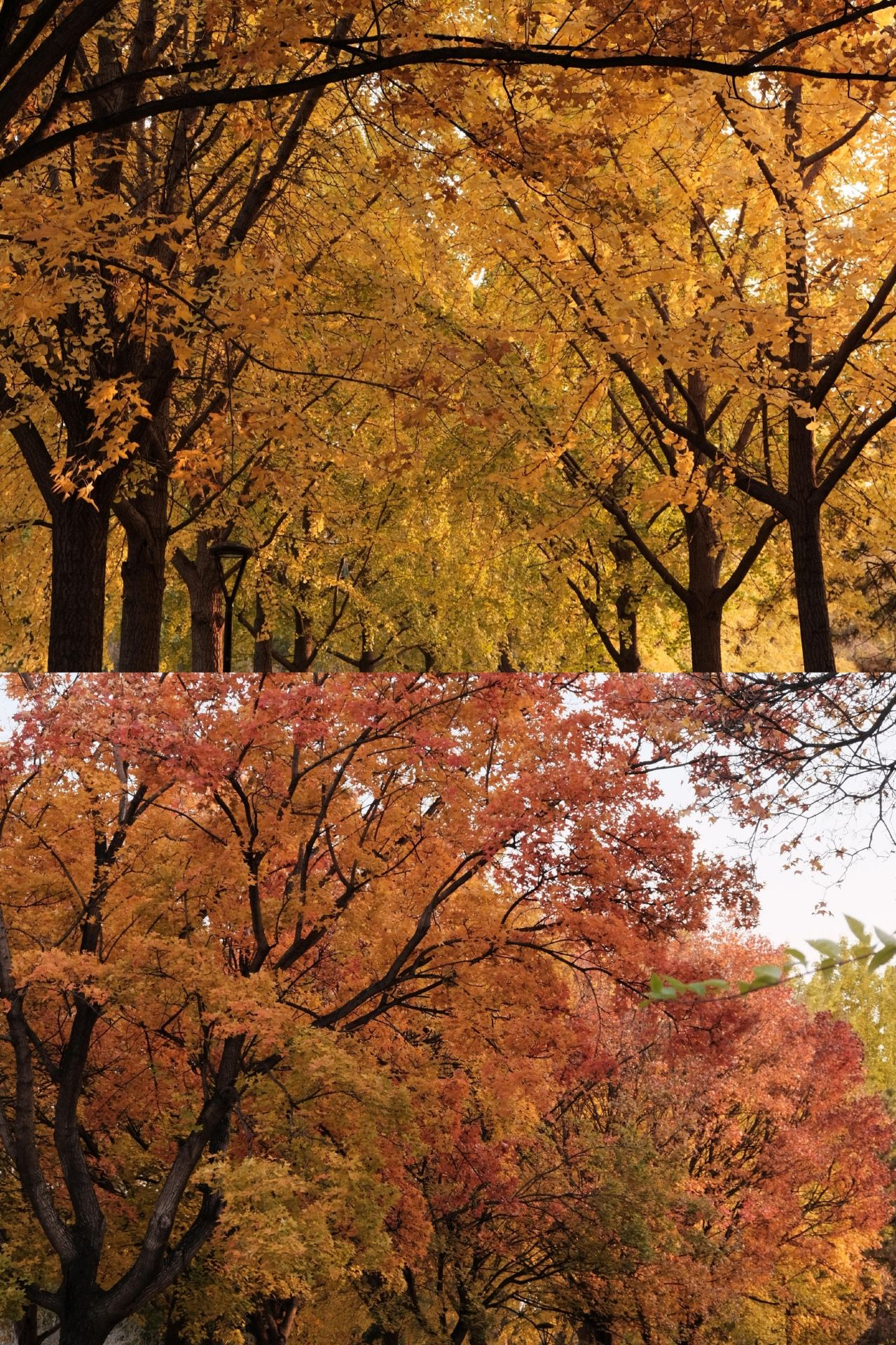 2-day 1-night Puyang trip: Visit 5 major attractions in one go. A Central Plains town in autumn—just copy this itinerary