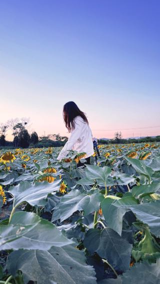 เช็คอินทุ่งทานตะวันที่ "ใจดี" ที่สุดแห่งหนึ่งในหานตาน! 🌻📸