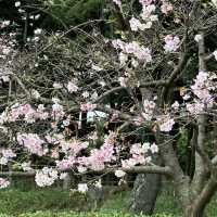 Nice place to view Sakuras 