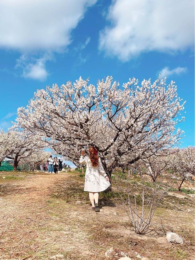 부산 기장 지금 꼭 가야할 매화성지 매화원🌸