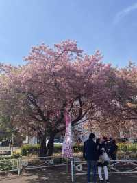 【三浦海岸】海と河津桜