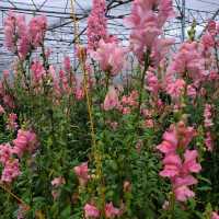 ATOK BENGUET IS A SUCCULENTS CITY
