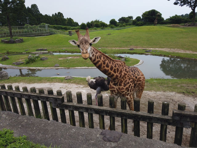 鹿兒島平川動物園探險之旅