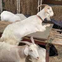 เที่ยวคาเฟ่สไตล์ฟาร์ม 🌱🐐🐑