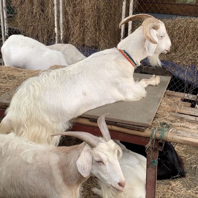 เที่ยวคาเฟ่สไตล์ฟาร์ม 🌱🐐🐑
