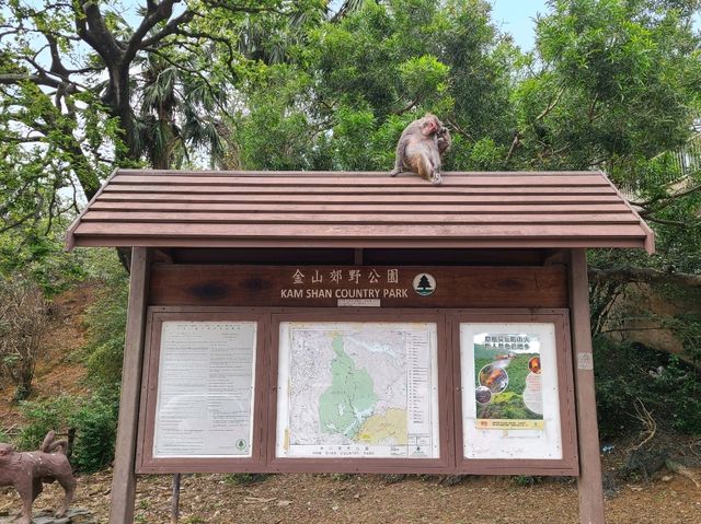 【水塘界四小龍~金山郊野公園🐒】