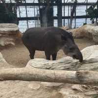 【動物全接觸】神戶動物王國🦚