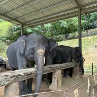 肯逸大象自然保護區 🐘🐘