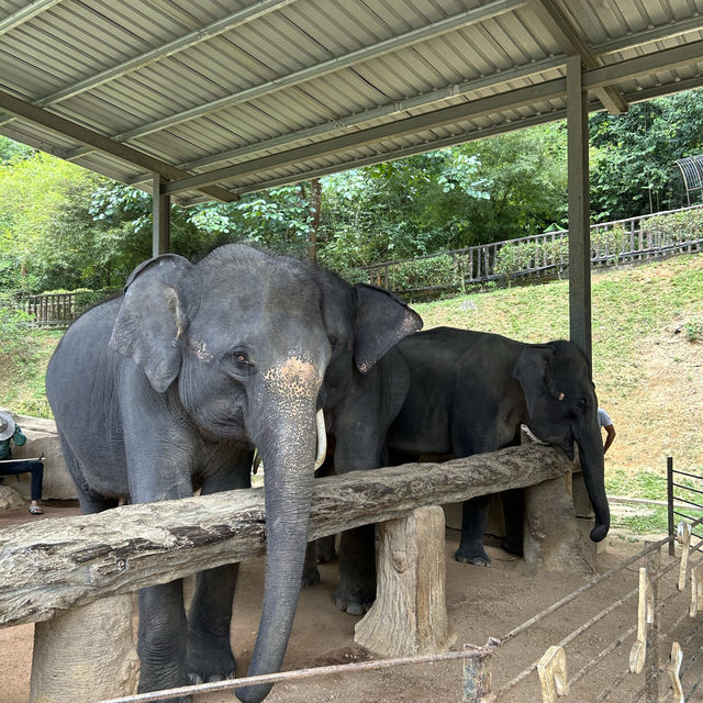 肯逸大象自然保護區 🐘🐘