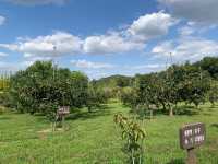 창원 단감의 역사적 가치를 홍보하기 위한 , 창원 단감테마공원