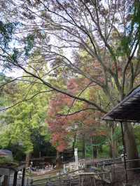 六甲山牧場—帶娃必去！